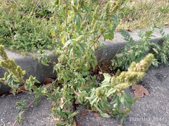 Amaranthus retroflexus