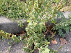 Amaranthus retroflexus