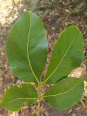 Melicoccus bijugatus