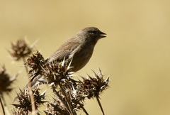 Crithagra symonsi