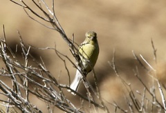 Crithagra symonsi