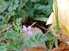 Erodium cicutarium