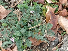 Erodium cicutarium