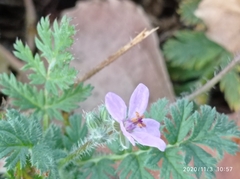Erodium cicutarium