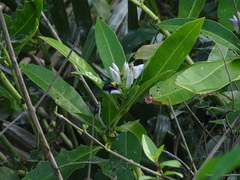Acanthus ebracteatus
