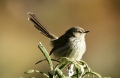 Karoo Prinia photo 4