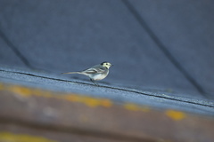 Motacilla alba