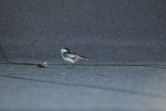 Motacilla alba