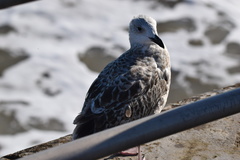 Larus argentatus