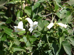 Amphilophium carolinae