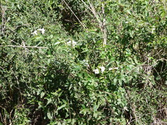 Amphilophium carolinae