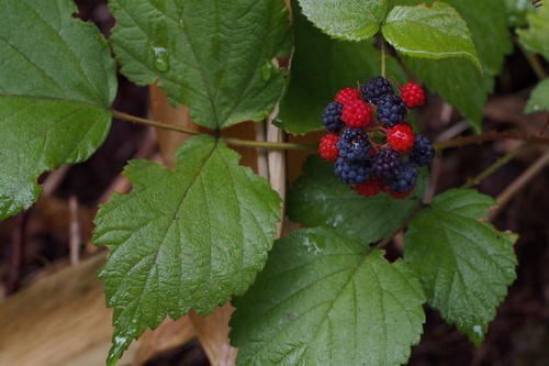 Rubus mesogaeus, photograph 6