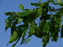 Magnoliopsida