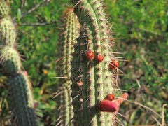 Cleistocactus parviflorus
