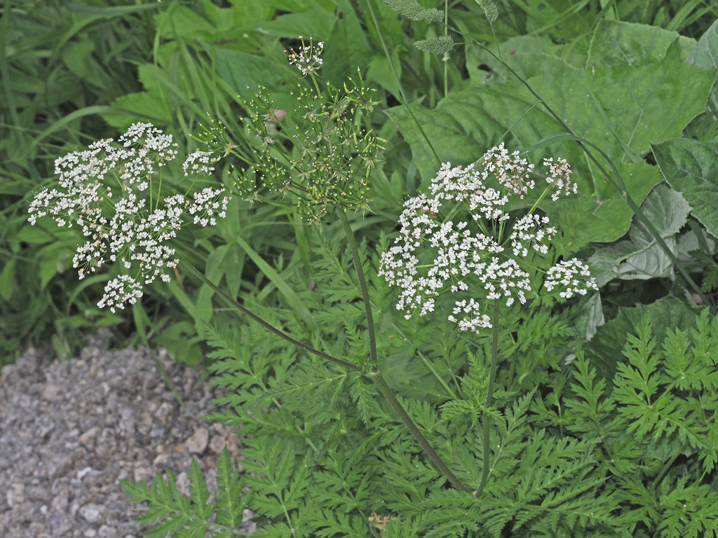 Villar's chervil