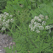 Chaerophyllum villarsii - Photo (c) Felix Riegel, alguns direitos reservados (CC BY-NC), uploaded by Felix Riegel