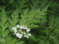 Chaerophyllum villarsii