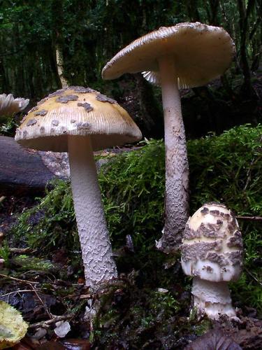 Snakeskin Grisette