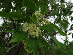 Magnoliopsida