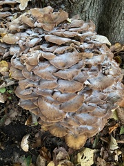 Armillaria