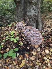 Armillaria