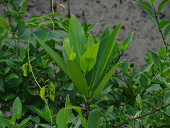 Rhizophoraceae