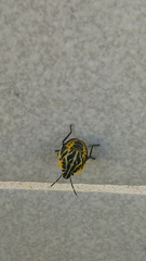 Strachiini