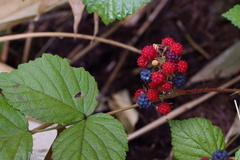 Rubus mesogaeus