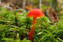Hygrocybe mucronella
