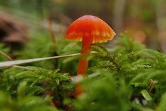Hygrocybe mucronella