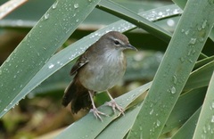 Bradypterus baboecala