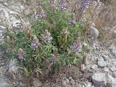 Lupinus plattensis