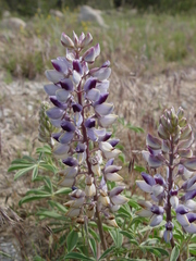 Lupinus plattensis