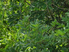 Xylocarpus moluccensis