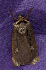 Adelphagrotis indeterminata