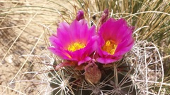 Sclerocactus cloverae