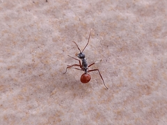 Polyrhachis bicolor