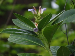 Acanthus