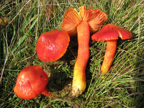 Splendid Waxcap