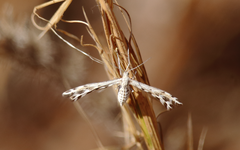 Singularia alternaria