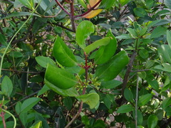 Scyphiphora hydrophylacea