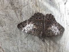 Hamadryas amphichloe