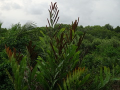Acrostichum aureum
