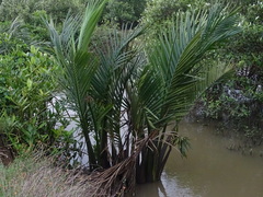 Nypa fruticans