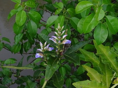 Acanthus