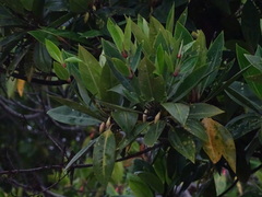 Bruguiera gymnorhiza