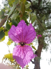 Dalechampia dioscoreifolia