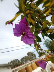 Dalechampia dioscoreifolia