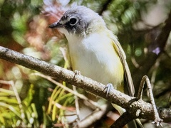 Vireo solitarius