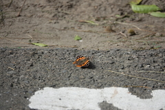 Vanessa indica indica